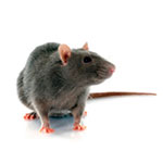 Rodents